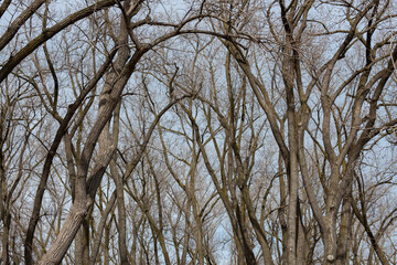 trees in the park by the lake in spring