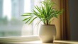 White pot with bamboo palm/reed palm on windowsill.