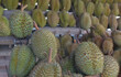 Durian is a popular and expensive fruit.