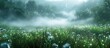 Dewdrops Sparkle on Grass in Misty Morning Valley Bokeh Blur Scene