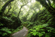 A narrow, winding path through a dense, mossy forest.