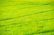 green rice plantation