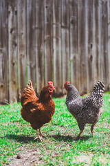 two hens in the grass