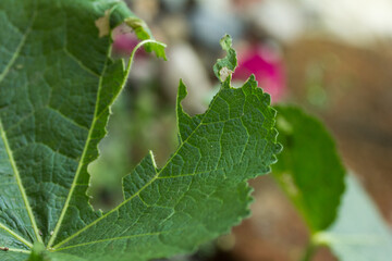 Photograph of green leaves bitten by a caterpillar. Concept of wildlife and insects.