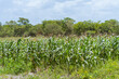 © Luis Velasco/Stocksy - Cornfield.