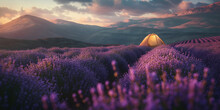 Yellow Camping Tent In The Middle Lavender Flowers Plantation Field Farm In Foggy Morning