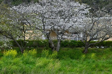 Sticker - Japan sightseeing trip. Cherry blossoms in full bloom on a rainy day. Seasonal background material.