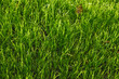 © Maryanne Gobble/Stocksy - Green Grass Nature Texture