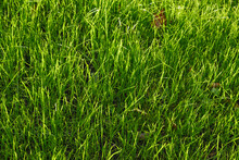Green Grass Nature Texture