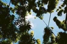 Bamboo Tree Canopy And Blue Sky