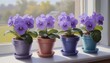 Four pots of purple african violets on window sill
