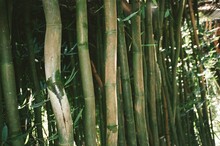 Green Bamboo 