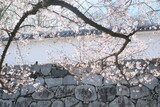 Fototapeta Kwiaty - tree blossom
