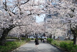 Fototapeta Kwiaty - blossom tree