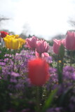 Fototapeta Kwiaty - tulips in the garden