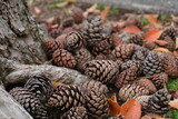 Fototapeta Kwiaty - pine cones