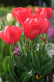 Fototapeta Kwiaty - red and white tulips