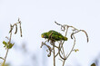 © cratervalley - Yellow-crowned Parrot (Amazona ochrocephala)