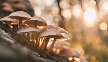 Close Up Beautiful Bunch Mushrooms Color Light In The Tree Background Texture Macro Photography View