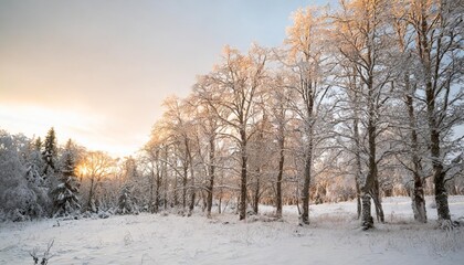 Wall Mural - trees winter 3 covered with snow