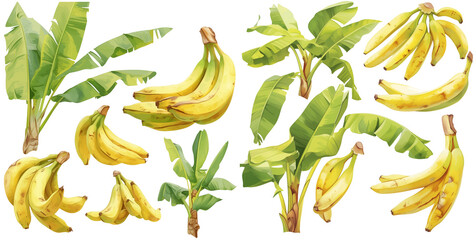 Wall Mural - Watercolor banana tree clipart for graphic resources