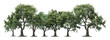 A row of trees are lined up in a row, with the tallest tree in the middle, cut out - stock png.