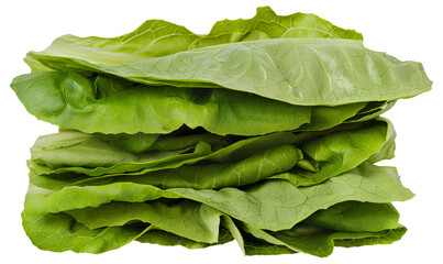 Wall Mural - A bunch of fresh green lettuce leaves, cut out - stock png.