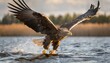 white tailed eagle haliaeetus albicilla also known as eurasian sea eagle and white tailed sea eagle the eagle is flying to catch a fish in the delta of the river oder in poland europe