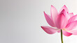 White background with pink peta lBeauty In Nature, Pink, Close-Up, Cut Out, White Background, Lotus Nature, Stem, Fresh, Petal, White Background, Generative Ai








































