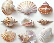 Seashell clipart in different shapes and sizes