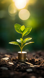 Fototapeta Sport - Money plant growing - investment concept