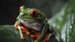 Closeup of cute and beautiful red-eyed tree frog