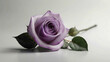 purple rose flowers in the white  backgorund with text copy big empty space in the middle for copy space with water  drops lying the sepals of the flowers abstract romantic  and  lovely deep relaxing 