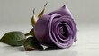 purple rose flowers in the white  backgorund with text copy big empty space in the middle for copy space with water  drops lying the sepals of the flowers abstract romantic  and  lovely deep relaxing 