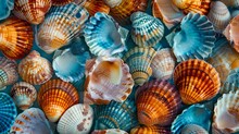 Assorted Sea Shells In Various Colors