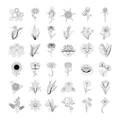 Wall Mural - Big Abstract Set Doodle Elements Hand Drawn Collection Botanic Herbal Flora Leaf Branch Vine Flower Plant Elements F Vector Desgin Style