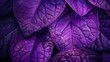 Purple leaves background.