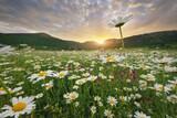 Fototapeta Natura - Spring camomile meadow in mountain on the sunset.