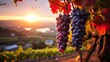 Grapes bask in the golden sunlight at sunset in a vineyard, signaling a ripe and bountiful harvest.
