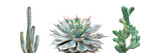 Fototapeta Dziecięca - Set of Succulent, Cactus, Desert Plants Isolated on White Background with Clipping Path