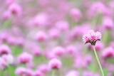 Fototapeta Dziecięca - Meadow of Gomphrena pulchella, Pink Fireworks Gomphrena Flowers in Bloom