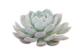 Fototapeta Dziecięca - Echeveria Succulent Plant Isolated on White Background with Clipping Path