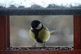 Fototapeta Zwierzęta - The male great tit sitting in a wooden bird feeder, some snow on the roof, wooden frame, blurred background