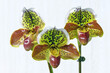 Paphiopedilum Twilight World 'Tomoyuki', a slipper orchid hybrid flowering plant