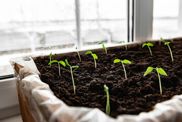 Wall Mural - Young tomato sprouts growing in the soil of box at home.