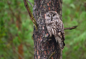 Wall Mural - Great grey owl ( Strix nebulosa ) close up