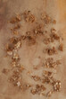 Dried flower Hydrangea on brown watercolor background.  Abstract withered delicate hortensia flowers arrangement.