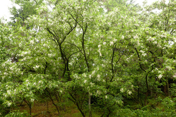 Sticker - acacia in full bloom