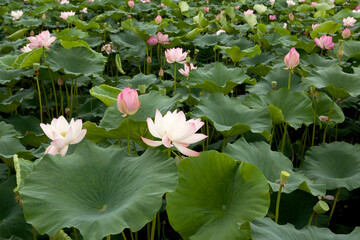 Sticker - pink and white lotus flower