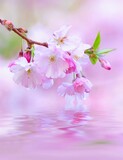 Fototapeta Dmuchawce - pink sakura flowers
